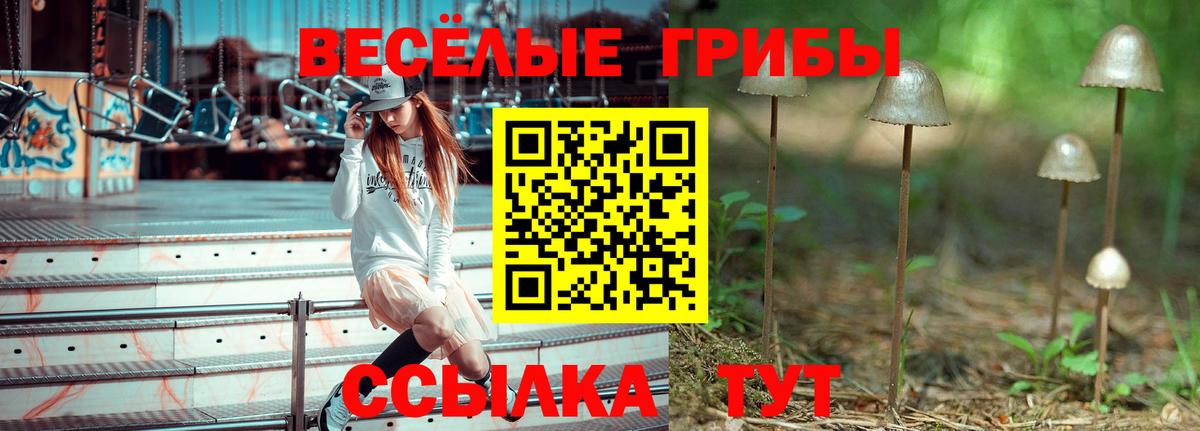 Галлюциногенные грибы Psilocybine cubensis  Бугульма  Псилоцибиновые грибы прущие грибы 